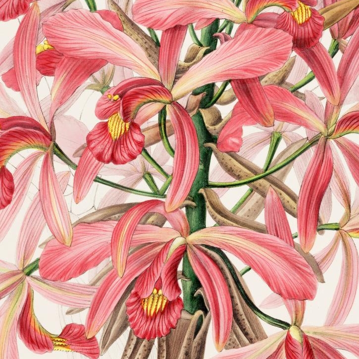 Botanical collection. Ботаническая коллекция. Тропические растения и цветы. Цветок Орхидея Мексиканская. Парфиопелилум супербиенс.